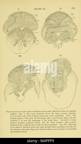 Gehirn und Körper der Fische; eine Studie von Gehirn Muster in Bezug auf die Jagd und das Füttern der Fische (1940) (20413671631) Stockfoto