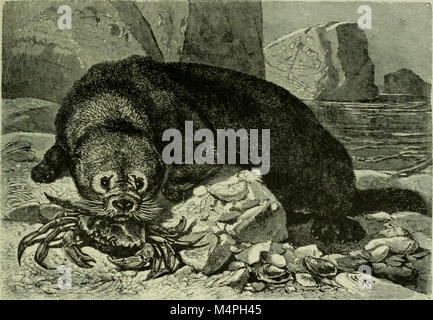 Eine Ausgabe von Brehms „Leben der Tiere“ aus dem Jahr 1896, die die Naturgeschichte der Säugetiere behandelt und zu Bildungszwecken entworfen wurde, mit detaillierten Beschreibungen verschiedener Säugetierarten. Stockfoto