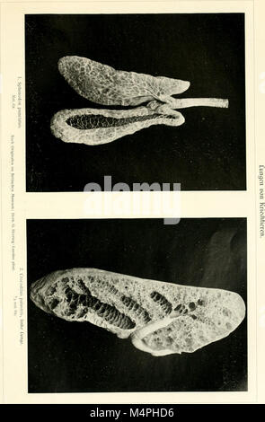 Brehms Tierleben. Allgemeine Kunde des Tierreichs (1911) (19790737754) Stockfoto