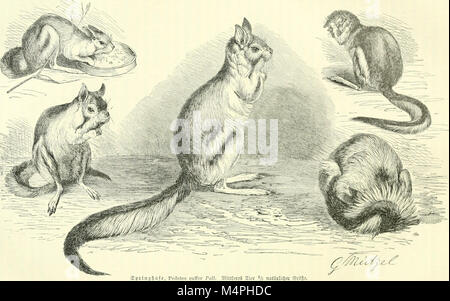 Brehms Tierleben. Allgemeine Kunde des Tierreichs (1911) (19791230154) Stockfoto