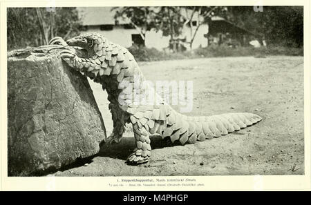 Brehms Tierleben. Allgemeine Kunde des Tierreichs (1911) (20414143205) Stockfoto