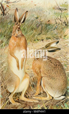 Brehms Tierleben. Allgemeine Kunde des Tierreichs (1911) (20419990391) Stockfoto