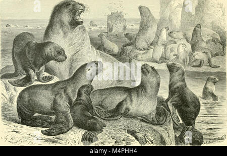 Brehms Tierleben. Allgemeine Kunde des Tierreichs (1911) (20420195681) Stockfoto