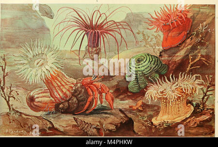 Brehms Tierleben. Allgemeine Kunde des Tierreichs (1918) (20227948099) Stockfoto