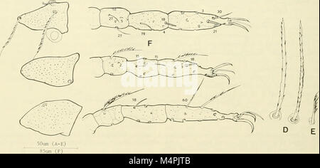 Brigham Young University science Bulletin (1955) (19794489313) Stockfoto