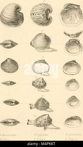 Britische conchology, oder ein Konto der Mollusca, die jetzt die Britischen Inseln bewohnen und die umliegenden Meere (1862) (14591231439) Stockfoto