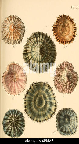 Britische conchology, oder ein Konto der Mollusca, die jetzt die Britischen Inseln bewohnen und die umliegenden Meere (1862) (20391466666) Stockfoto