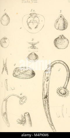 Britische conchology, oder ein Konto der Mollusca, die jetzt die Britischen Inseln bewohnen und die umliegenden Meere (1862) (20417508575) Stockfoto