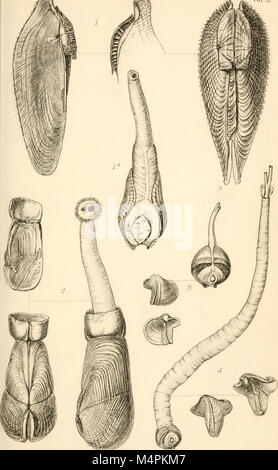 Britische conchology, oder ein Konto der Mollusca, die jetzt die Britischen Inseln bewohnen und die umliegenden Meere (1862) (20417247385) Stockfoto