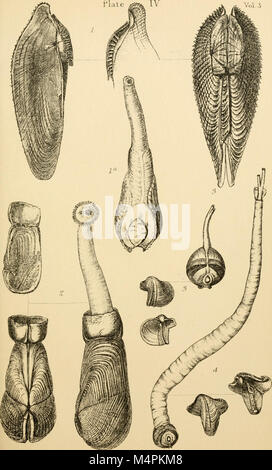 Britische conchology - oder ein Konto der Mollusca, die jetzt die Britischen Inseln bewohnen und die umliegenden Meere (1865) (20229213680) Stockfoto