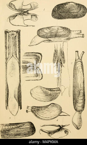 Britische conchology - oder ein Konto der Mollusca, die jetzt die Britischen Inseln bewohnen und die umliegenden Meere (1865) (20417255635) Stockfoto