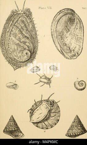 Britische conchology - oder ein Konto der Mollusca, die jetzt die Britischen Inseln bewohnen und die umliegenden Meere (1865) (20423492421) Stockfoto