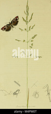 Dieses Werk zeigt detaillierte Illustrationen und Beschreibungen von Insektengattungen, die in Großbritannien und Irland gefunden wurden, wobei seltene und schöne Arten mit genauen Darstellungen hervorgehoben werden. Stockfoto