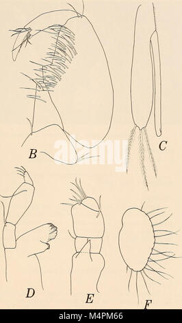 Annalen der South African Museum - Annale van sterben Suid-Afrikaanse Museum (1982) (14801813583) Stockfoto
