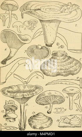 Britische Pilz - Flora. Eine kleinanzeige Text - das Buch der Mykologie (1892-95) (19795298354) Stockfoto