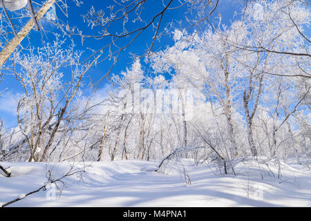 Die mattierten Bäume auf dem Weg zum Gipfel von Yangcao Mnt waren spektakulär. Alle weißen Bäume waren einfach surreal. Stockfoto