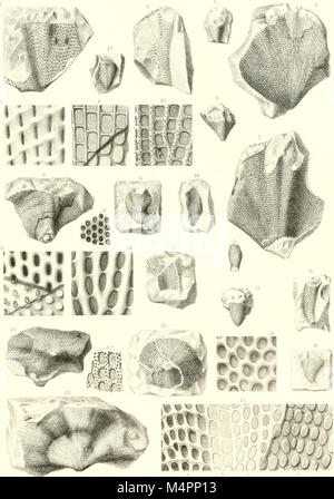 Hydrozoaires Bryozoaires, et Partie des Anthozoaires (1894) (20231355170) Stockfoto