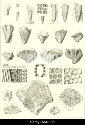 Hydrozoaires Bryozoaires, et Partie des Anthozoaires (1894) (20393166246) Stockfoto