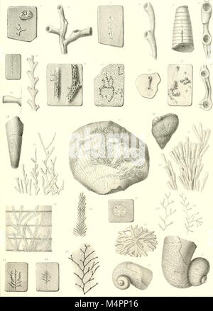 Hydrozoaires Bryozoaires, et Partie des Anthozoaires (1894) (20410735332) Stockfoto