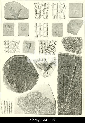 Hydrozoaires Bryozoaires, et Partie des Anthozoaires (1894) (20410758242) Stockfoto