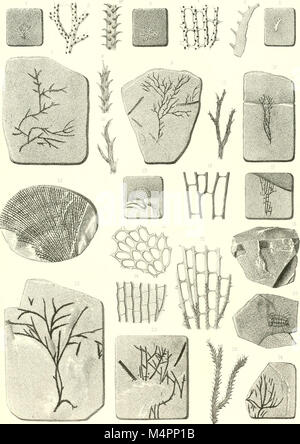 Hydrozoaires Bryozoaires, et Partie des Anthozoaires (1894) (20419372695) Stockfoto