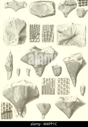 Hydrozoaires Bryozoaires, et Partie des Anthozoaires (1894) (20419388925) Stockfoto