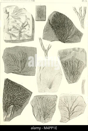 Hydrozoaires Bryozoaires, et Partie des Anthozoaires (1894) (20425574211) Stockfoto