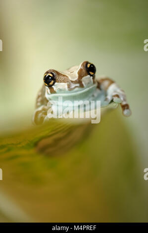 Frosch auf grean leaf Kriechen Stockfoto