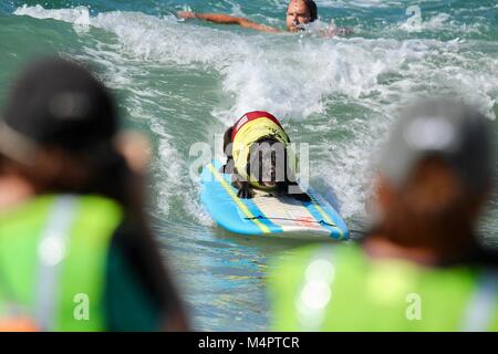 Surf City Surfen Hund Wettbewerb Stockfoto