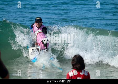 Surf City Surfen Hund Wettbewerb Stockfoto