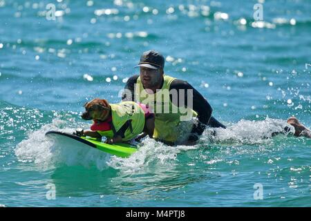 Surf City Surfen Hund Wettbewerb Stockfoto