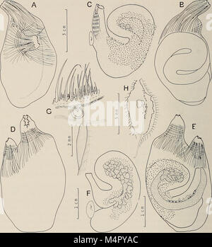 Annalen der South African Museum = Annale van sterben Suid-Afrikaanse Museum (2001) (18227085389) Stockfoto