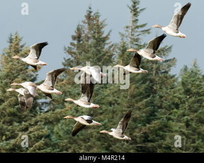 Eine Herde der Grauen lag die Gänse im Flug über Loch na Keal, Insel Mull in Schottland. Stockfoto