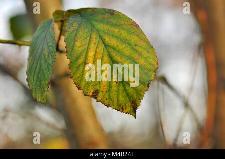Beech leaves changing colour at the onset of Autumn Stockfoto