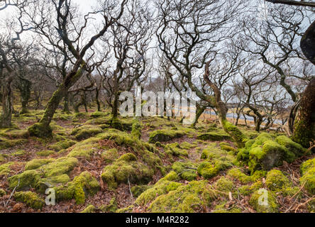 Trauben-eiche (Quercus pontica) in den Schatten des Waldes Lebensraum, gebogen und durch Wind verkümmert, Isle of Mull, Innere Hebriden, Schottland Stockfoto