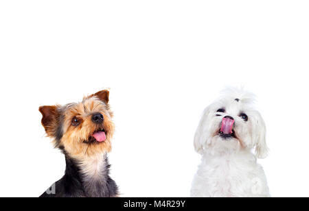 Viele Hunde auf weißem Hintergrund Stockfoto