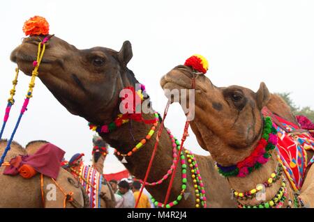 Zwei Kamele eingerichtet für die jährliche Kamel Pushkar Fair. Diese Messe ist die weltweit größte Kamel Messe, welche in Rajasthan jedes Jahr gehalten wird. Stockfoto