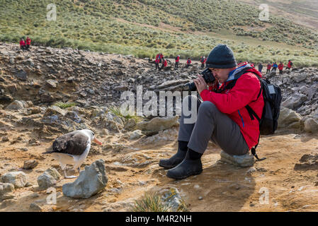 Falkland Inseln, neue Insel. Abenteuer touristische Schwarz fotografieren der tiefsten Albatross (WILD: Thalassarche melanophris), die bis zu ihm ging. Mod Stockfoto