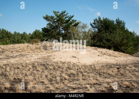 Kreuzfahrt Tanks erstellt eine Wüste auf sandigem Boden in der Mitte der Wildnis Lieberose Heide. Stockfoto