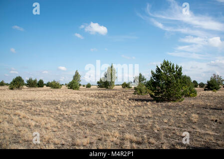 Kreuzfahrt Tanks erstellt eine Wüste auf sandigem Boden in der Mitte der Wildnis Lieberose Heide. Stockfoto