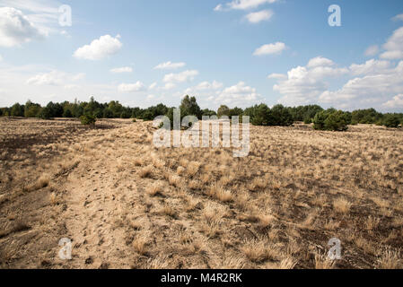 Kreuzfahrt Tanks erstellt eine Wüste auf sandigem Boden in der Mitte der Wildnis Lieberose Heide. Stockfoto