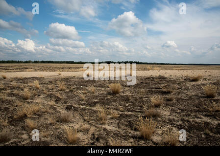 Kreuzfahrt Tanks erstellt eine Wüste auf sandigem Boden in der Mitte der Wildnis Lieberose Heide. Stockfoto