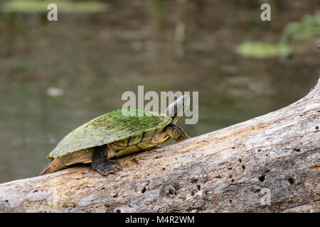 Texas River Cooter Pseudemys texana Schildkröte sonnen Anmelden Stockfoto