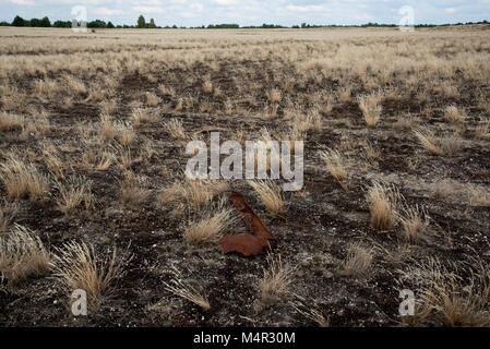 Kreuzfahrt Tanks erstellt eine Wüste auf sandigem Boden in der Mitte der Wildnis Lieberose Heide. Stockfoto