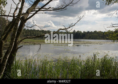 Bergsee ist ein See im Feuchtgebiet Teil der Wüste Lieberoser Heide, einem ehemaligen Truppenübungsplatz. Stockfoto