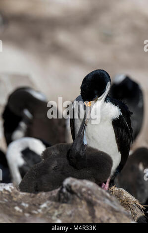 Falkland Inseln, neue Insel. König comorant (aka Imperial oder Blue-eyed Shag) Erwachsene mit Küken (Wild: Araneus atriceps) in der Kolonie. Stockfoto