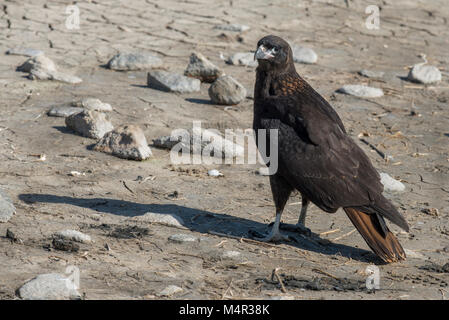 Falkland Inseln, neue Insel. Südlicher Karakara (Wild: Phalcoboenus australis) Stockfoto