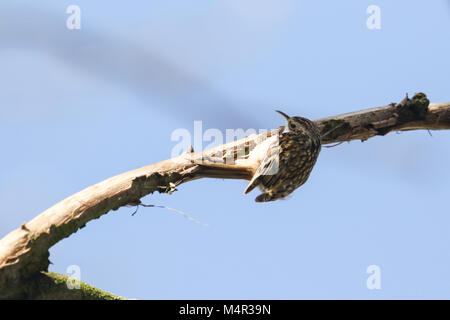 Eine schöne Treecreeper (Certhia familiaris) Klettern bis auf der Unterseite von einem Zweig eines Baumes auf der Suche nach Insekten zu essen. Stockfoto