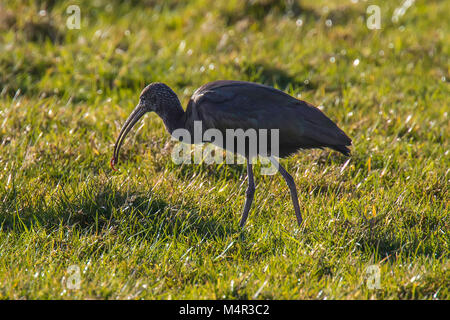 Glossy Ibis mit einem Wurm für Lebensmittel in ein grünes Feld Stockfoto