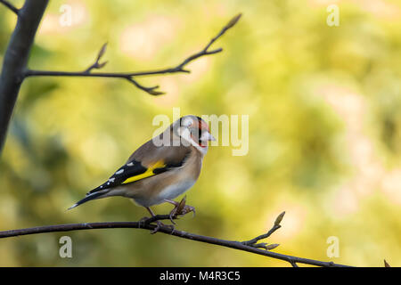 Goldfinch thront auf einem Zweig der Rechten Stockfoto
